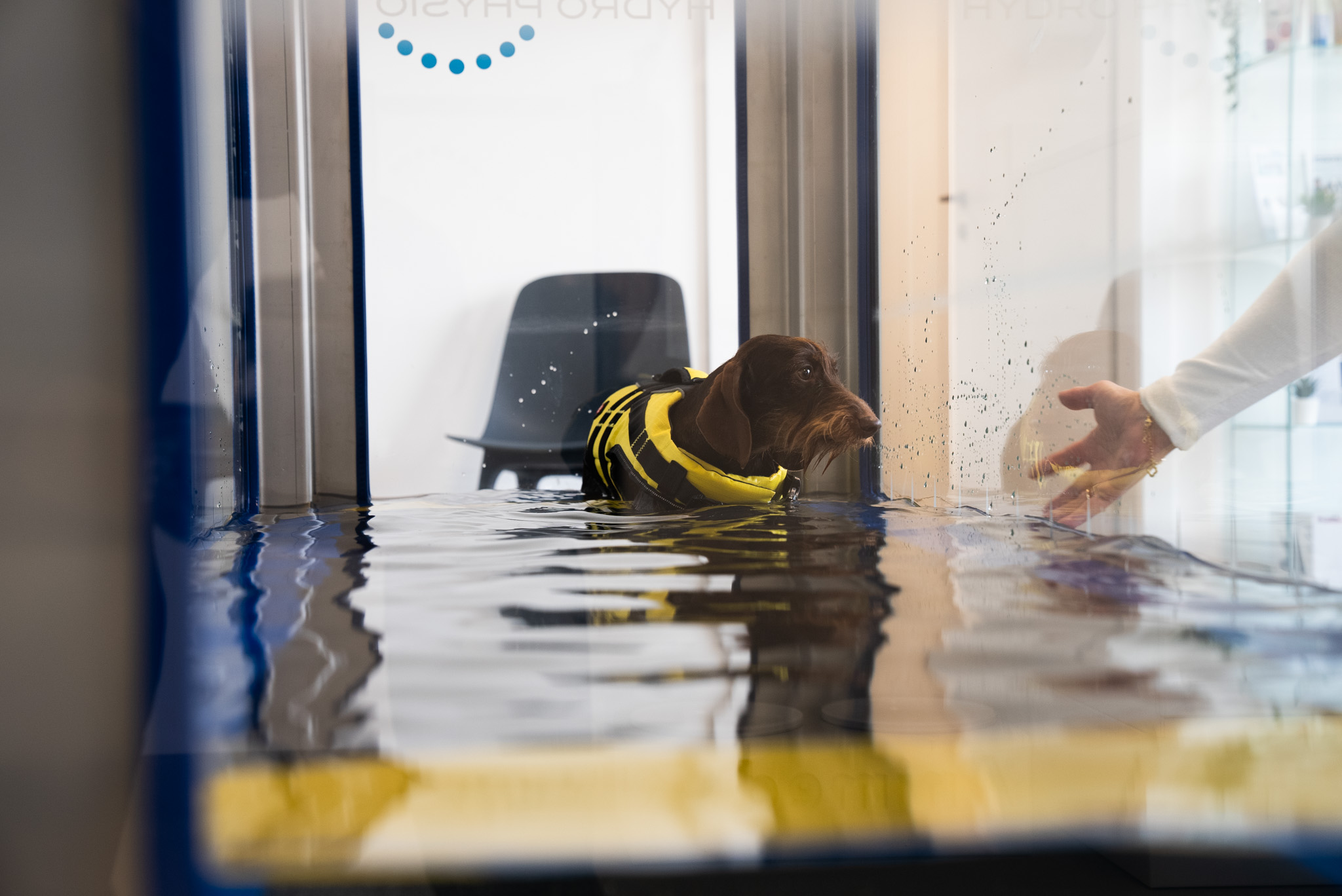 un teckel marche dans une baignoire d'hydrothérapie