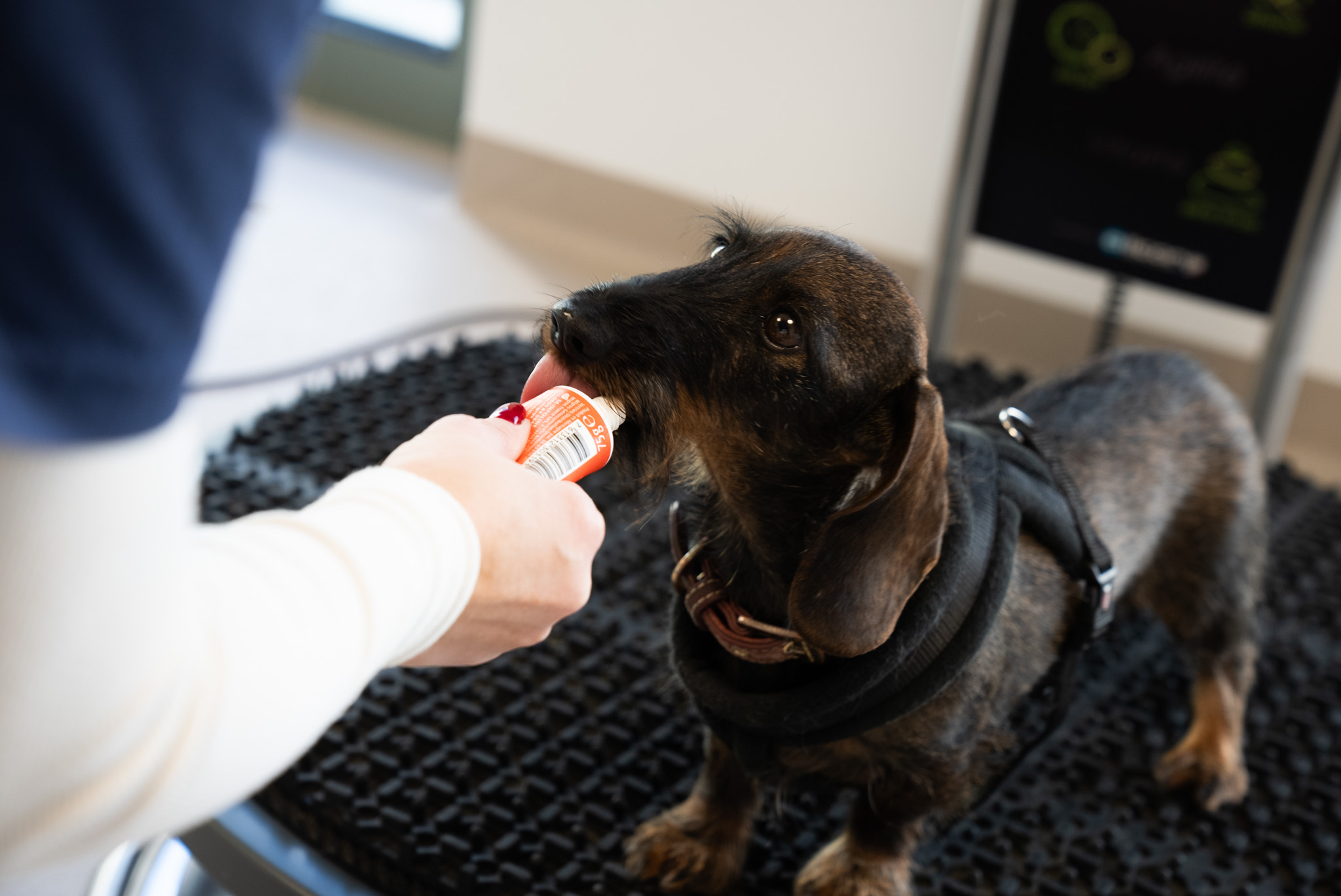 un teckel assis sur une plateforme imoove qui mange une friandise