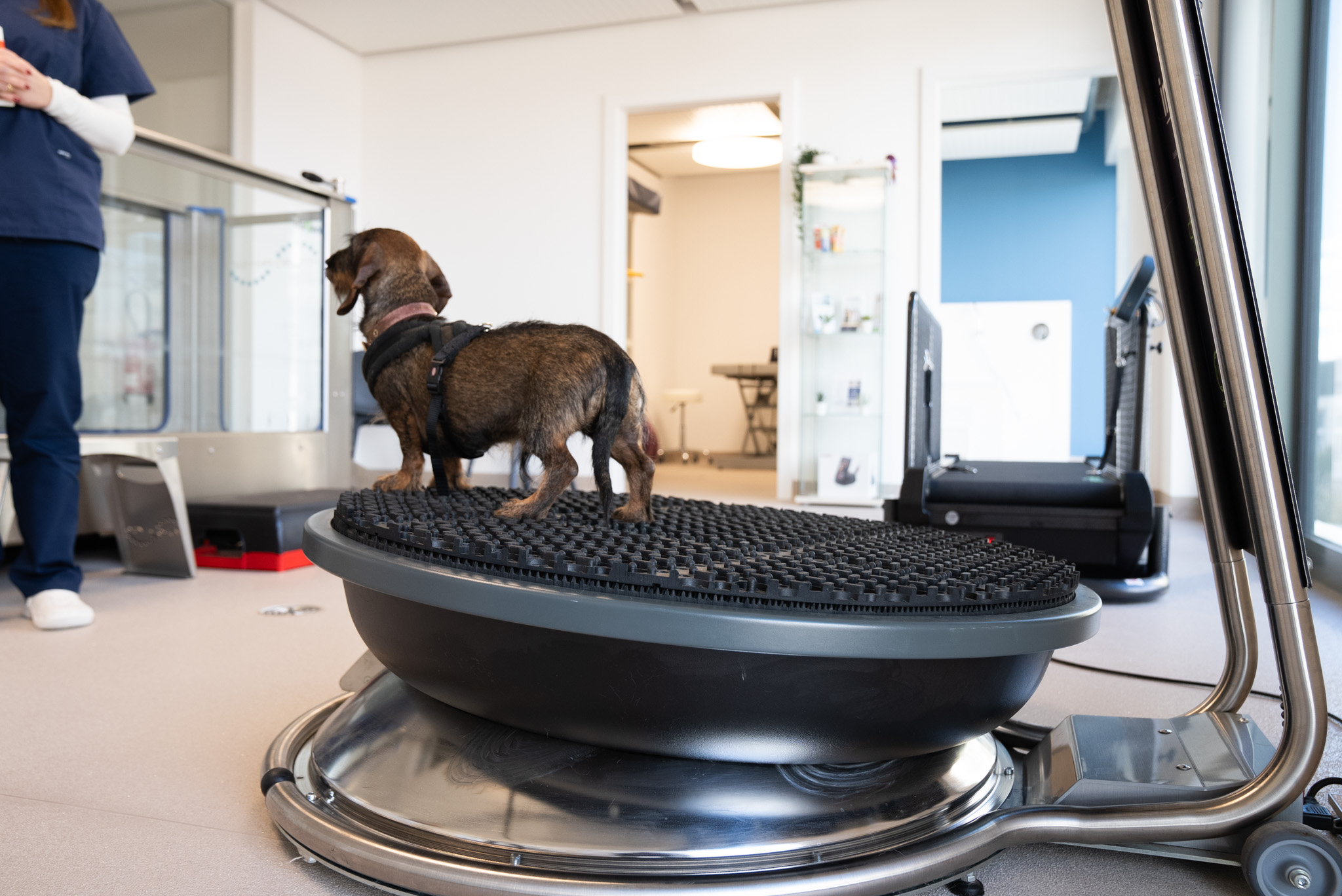 un teckel debout sur une plateforme de physiothérapie chez Animed