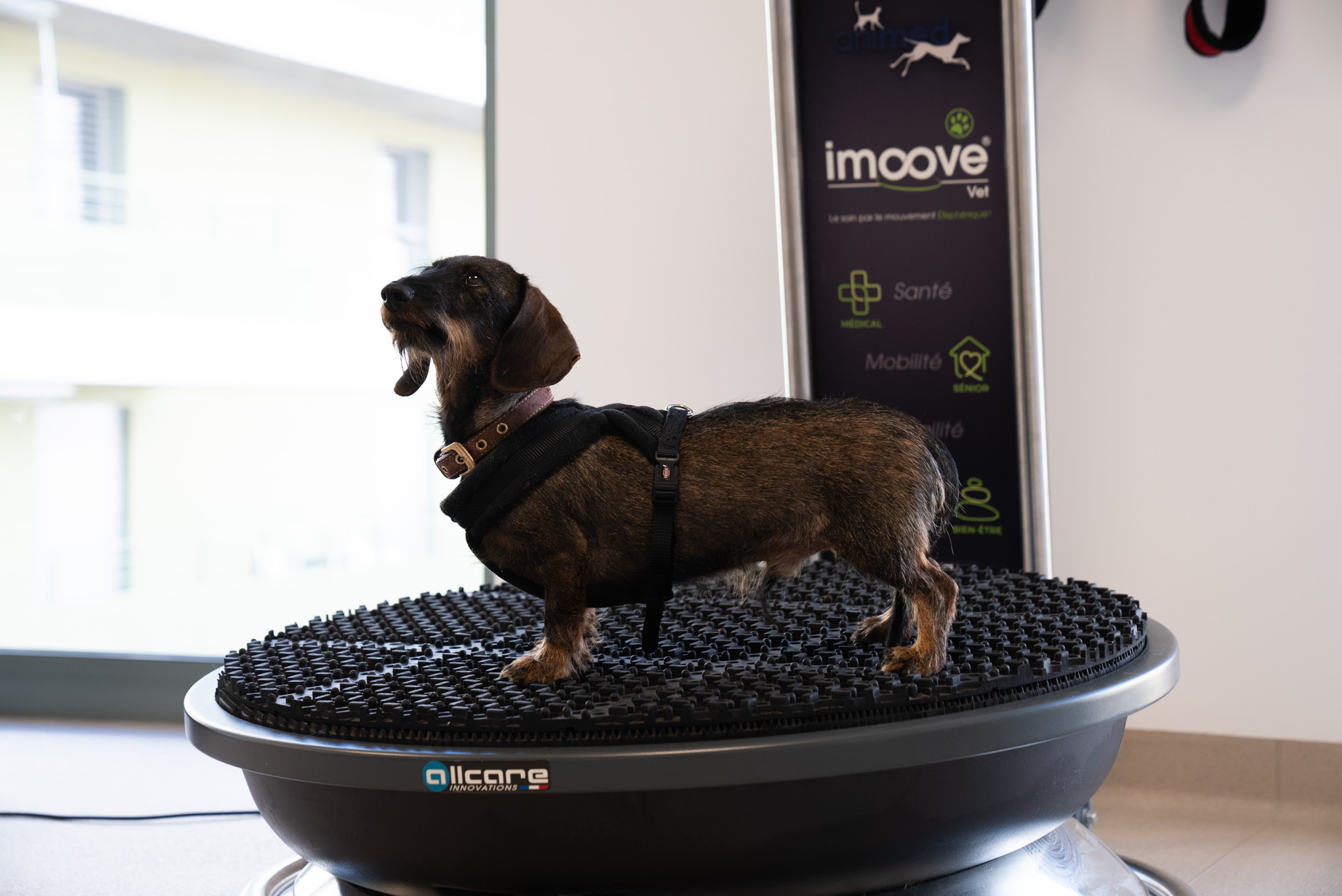 un teckel debout sur une plateforme rotative imoove