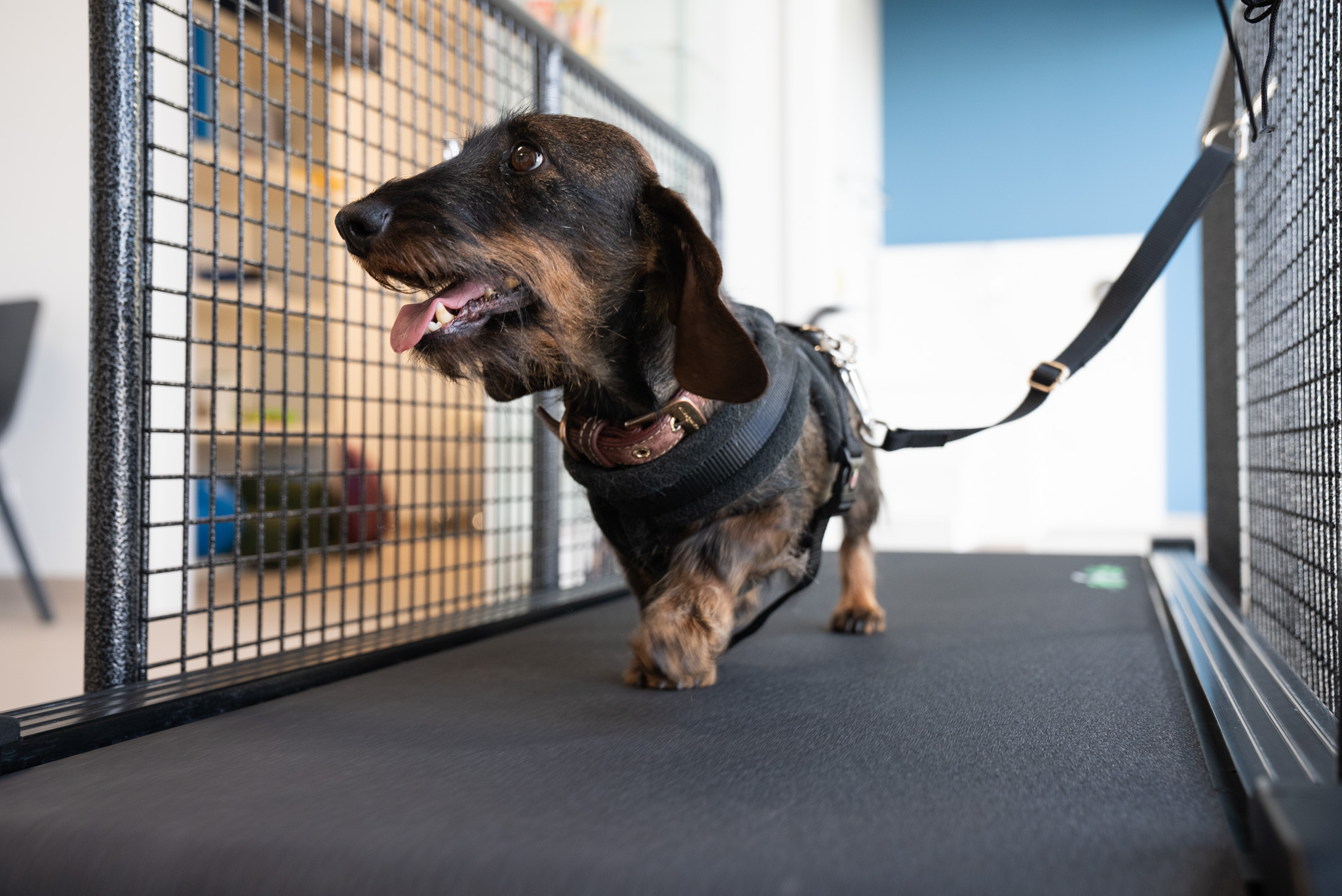 un teckel court sur un tapis de course Imoove chez Animed à Bussigny