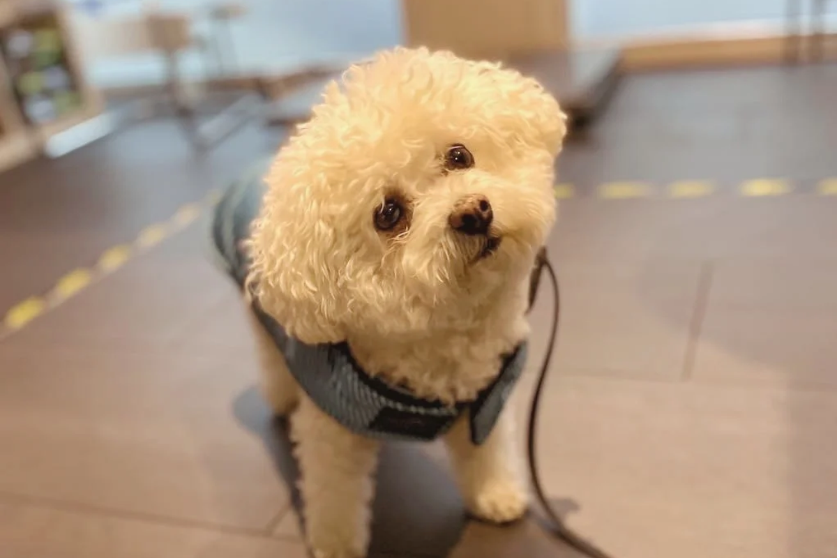Bahia bichon maltais en salle d'attente vétérinaire