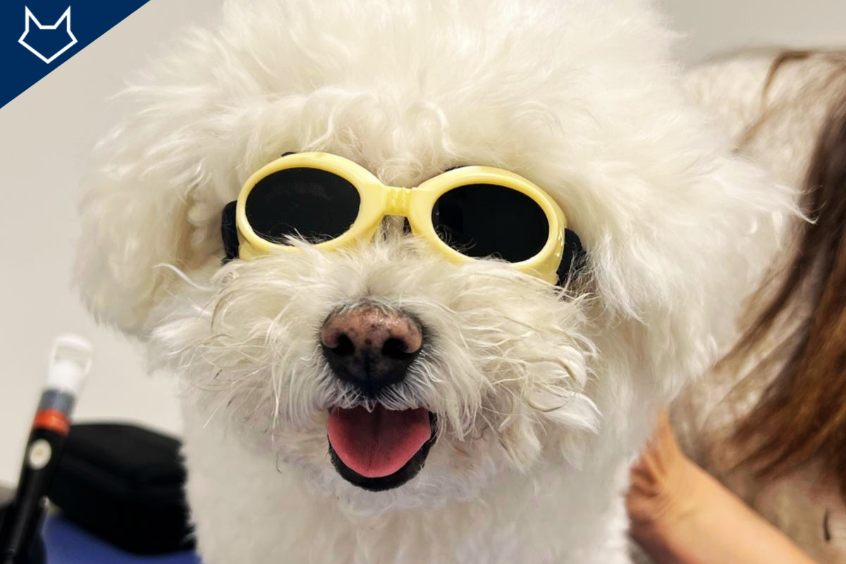 Bahia bichon maltais et ses lunettes pour la séance de laser