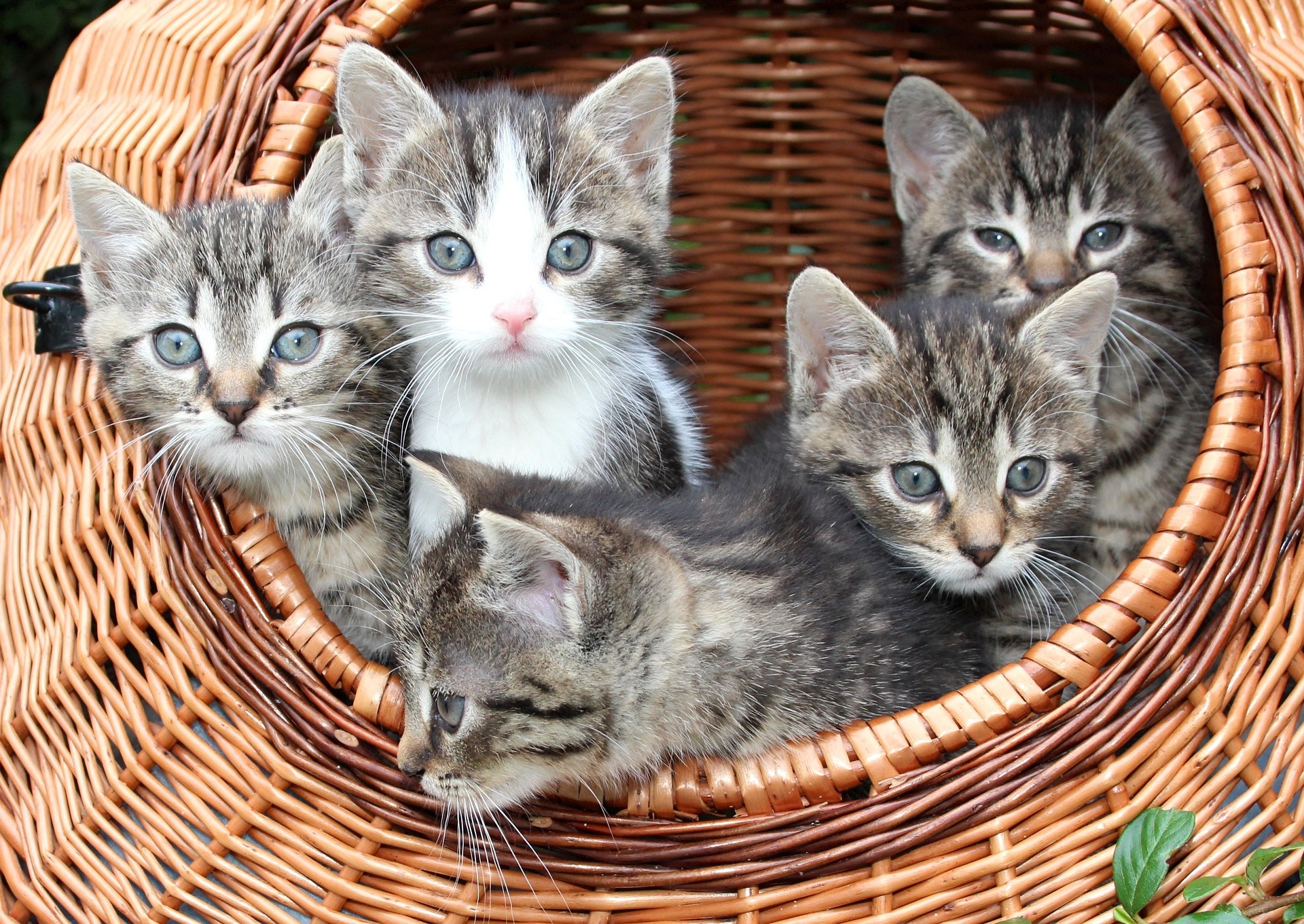 5 chatons gris tigrés dans un panier en osier