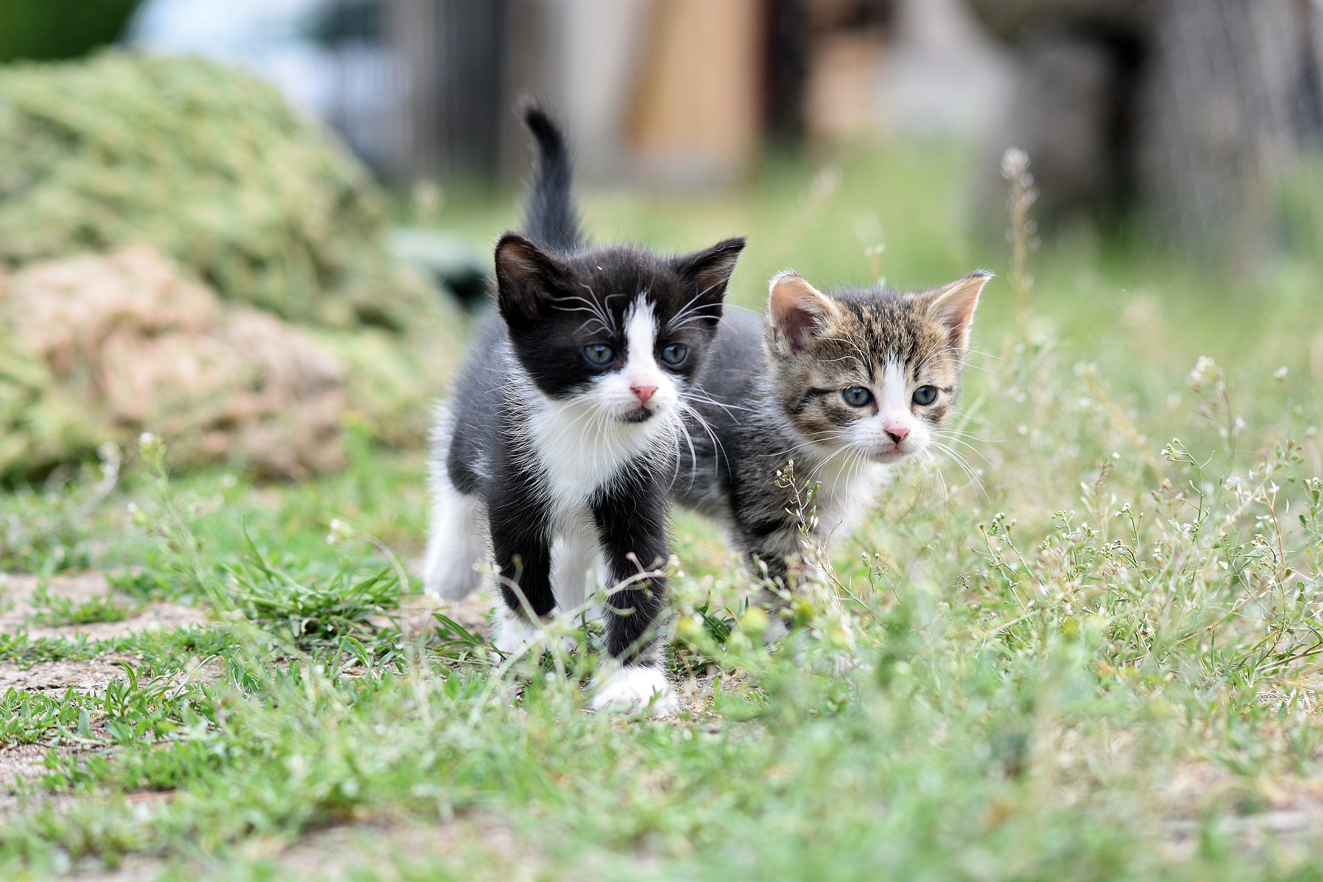 deux chatons marchent côte à côte dans l'herbe