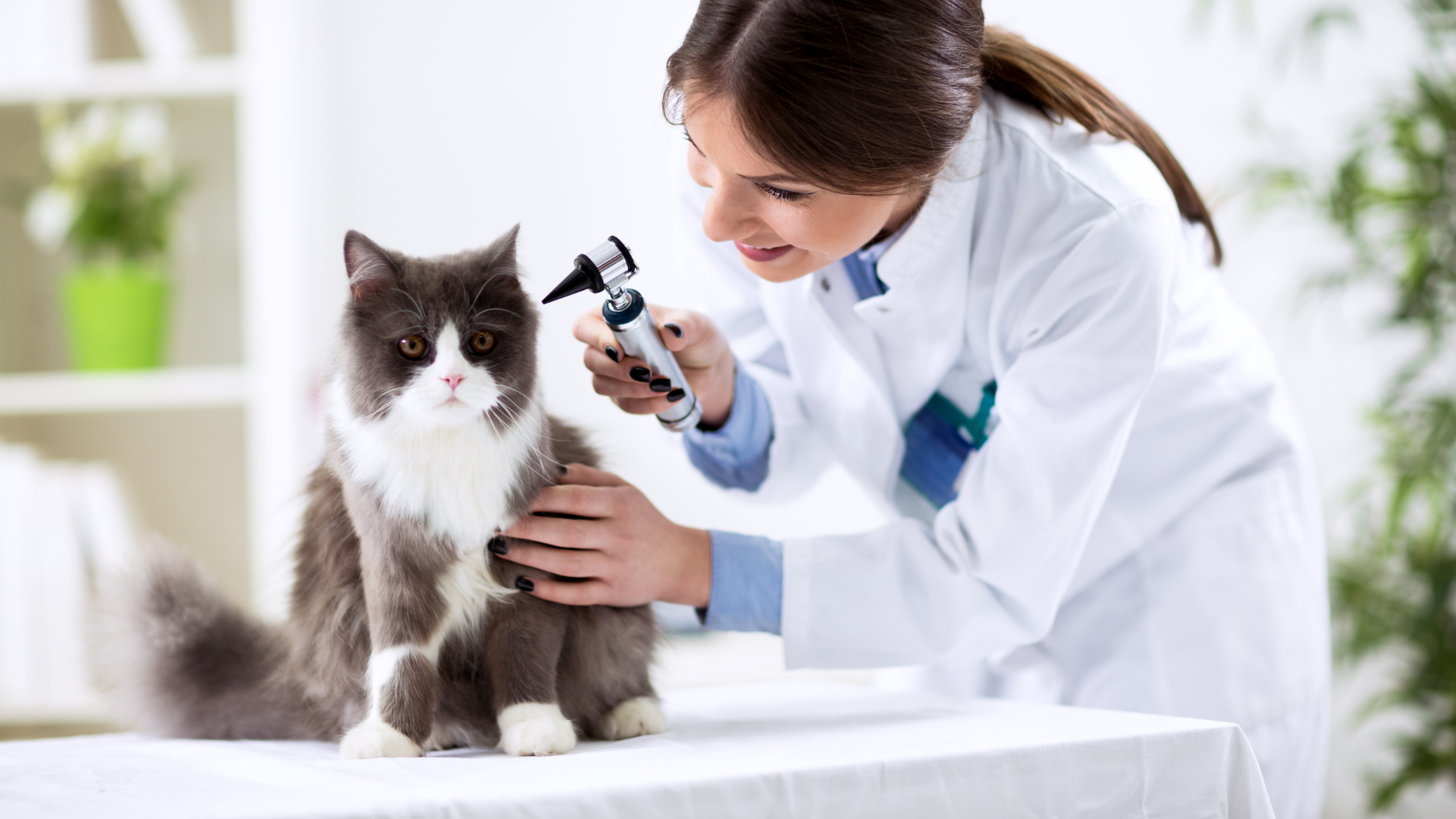 un chat à poils longs noir et blanc se fait ausculter par une assistante vétérinaire