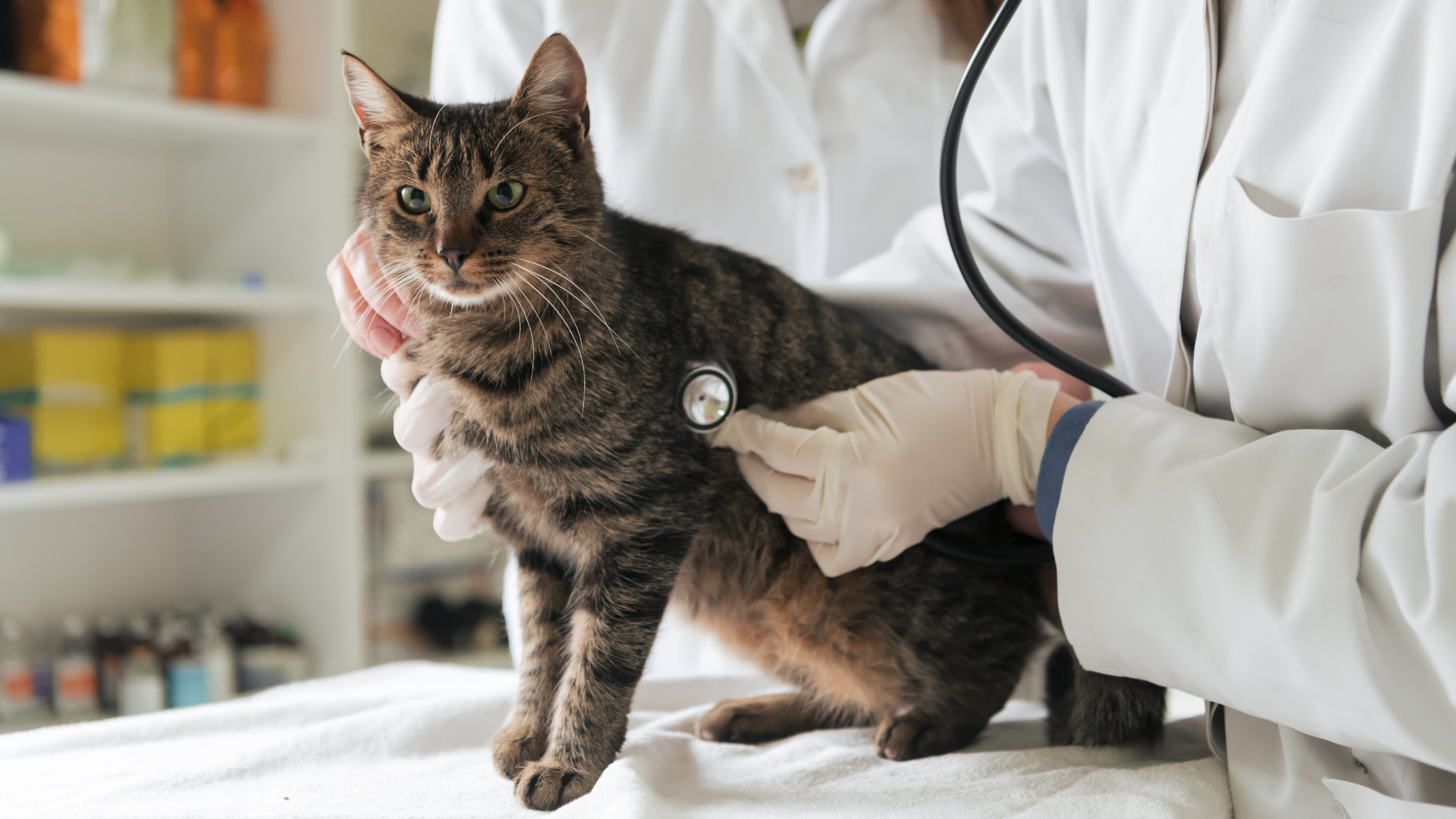 chat ausculté par deux vétérinaires