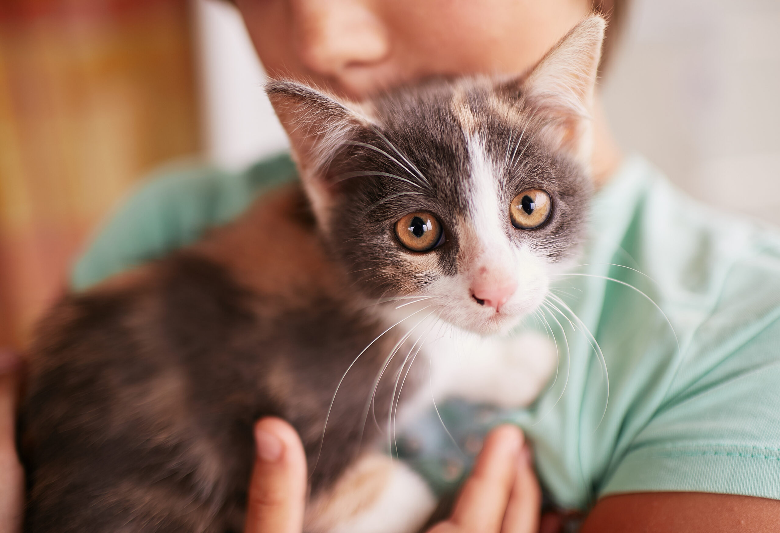 un chat brun tigré dans les bras d'un enfant