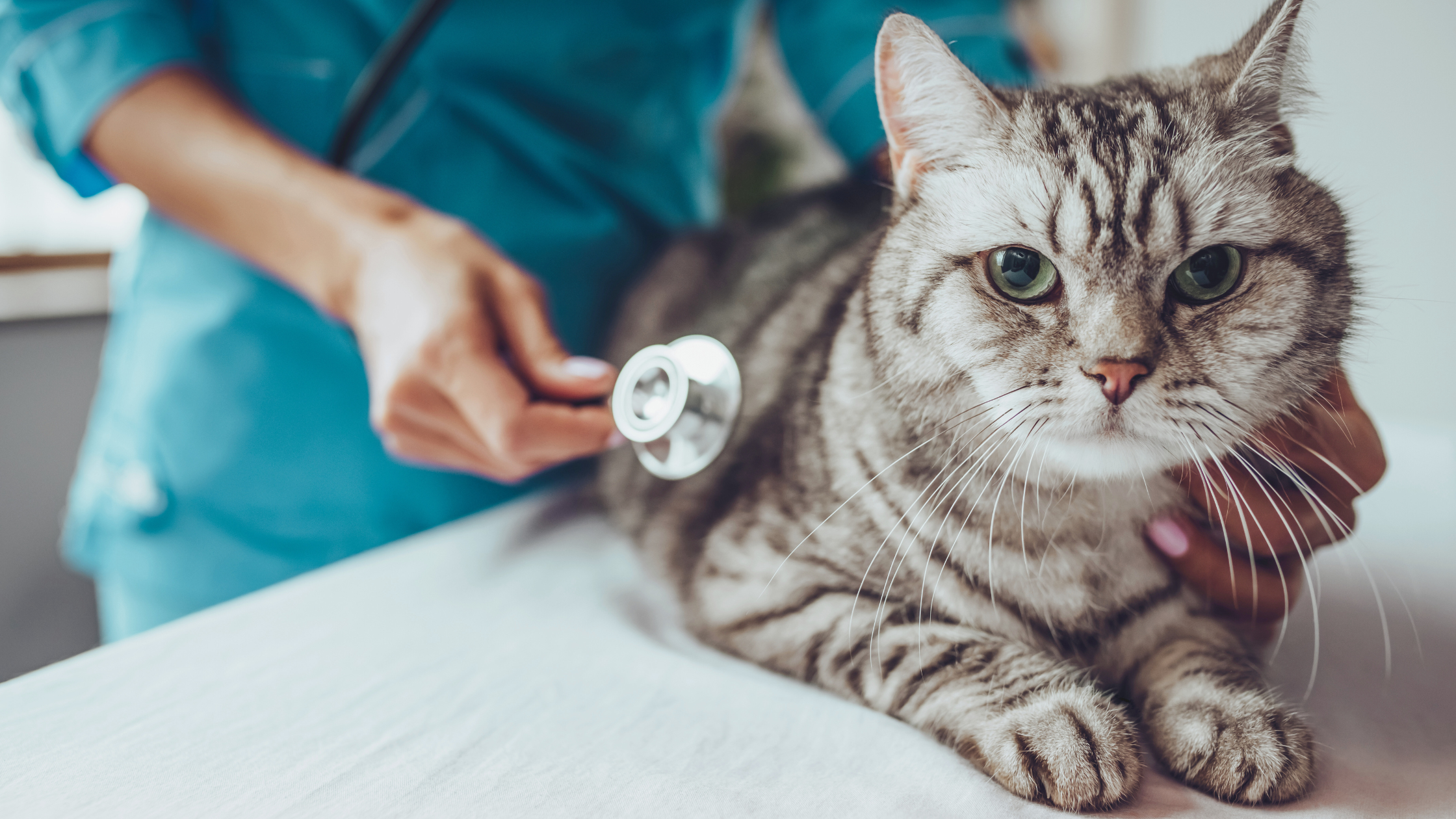 chat tigré en consultation avec un vétérinaire et son stétoscope