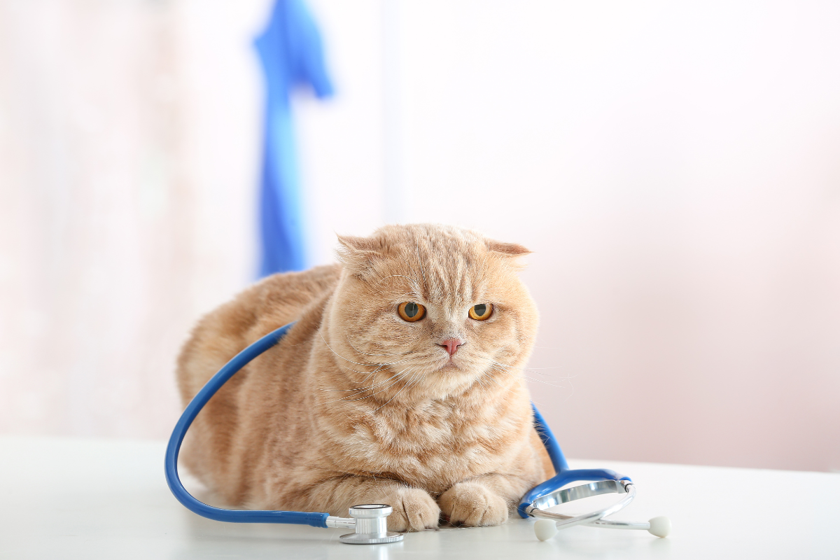chat roux couché qui fait la moue avec un stéthoscope autour de lui