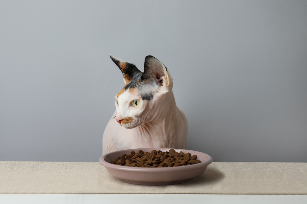 chat sphynx devant plat de croquettes