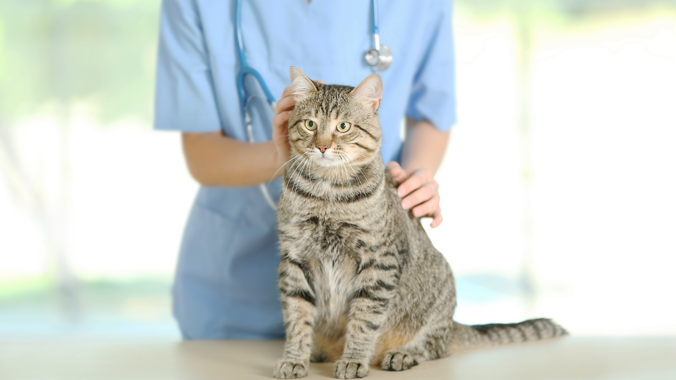 un chat tigré se fait caresser par une vétérinaire en chemise bleue