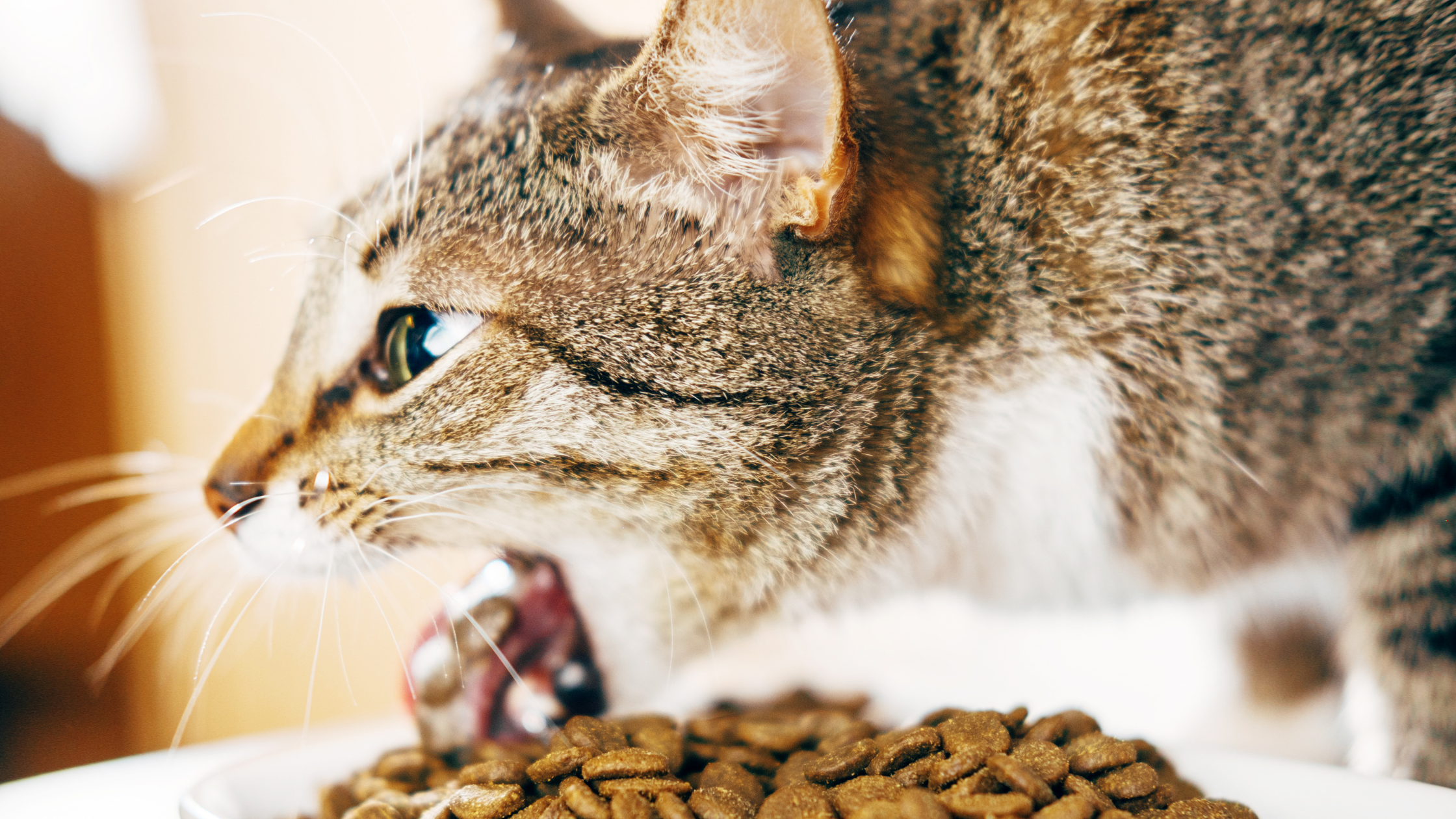 chat qui vomit ses croquettes