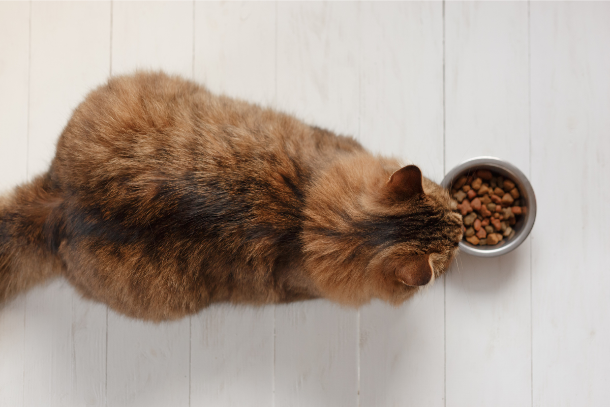 chat vue du dessus devant des croquettes
