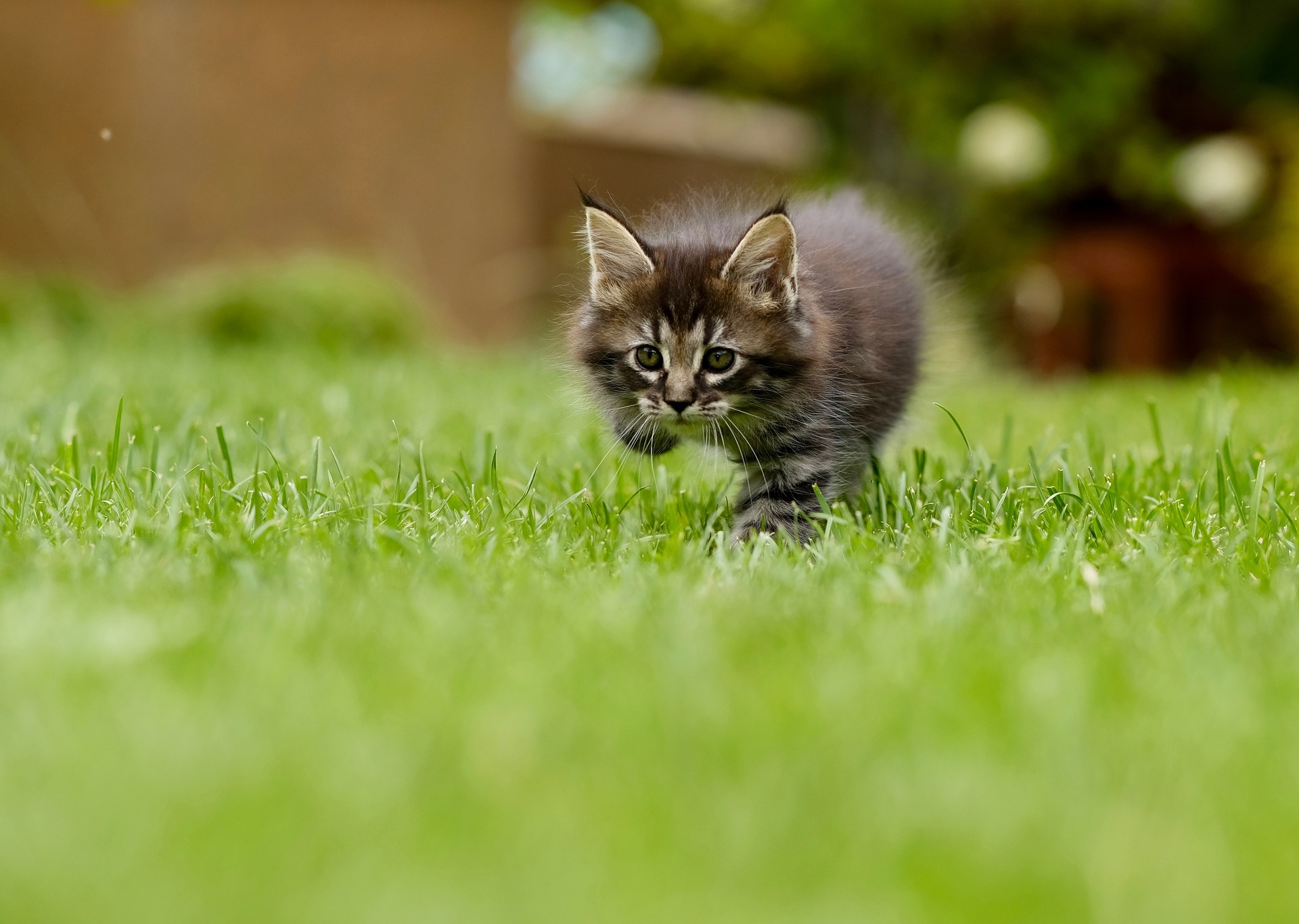 chaton brun qui court dans l'herbe