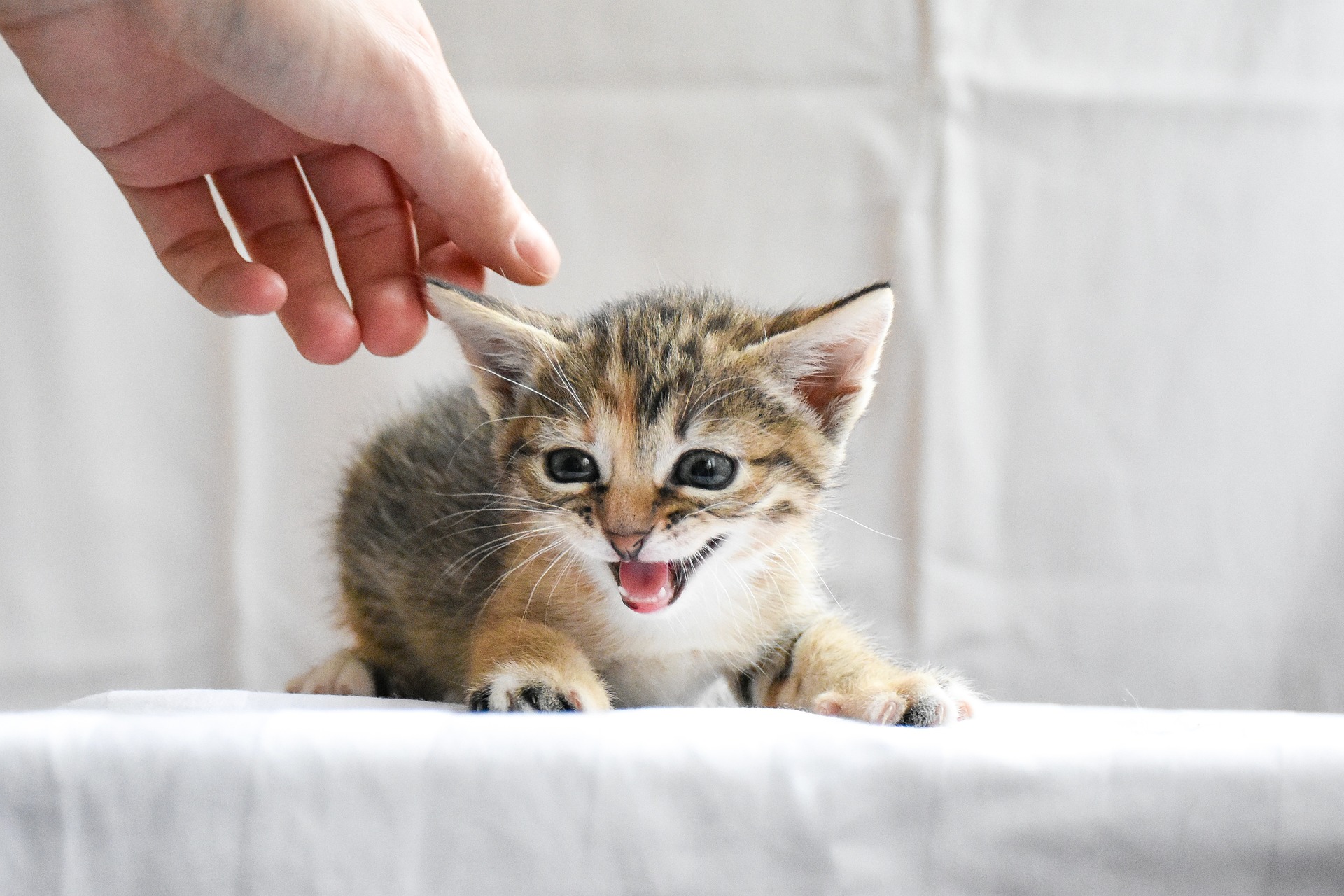 chaton qui miaule et une main tendue pour l'attraper