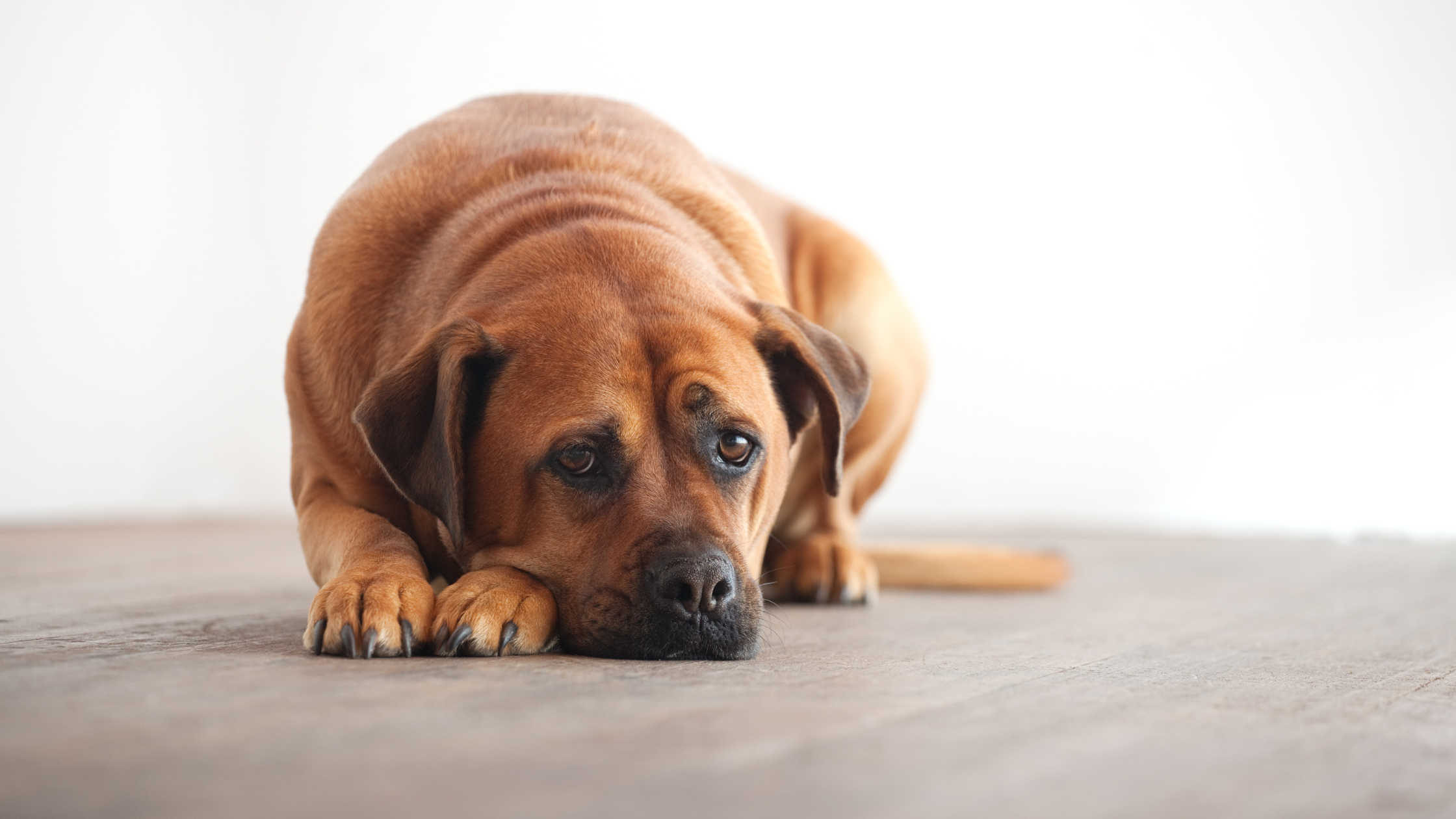 chien à l'air triste couché par terre