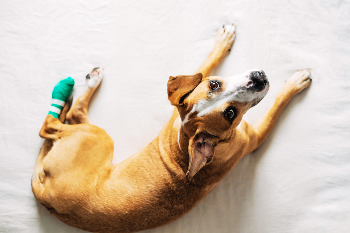 chien avec un bandage à la patte arrière vu du dessus qui regarde l'objectif
