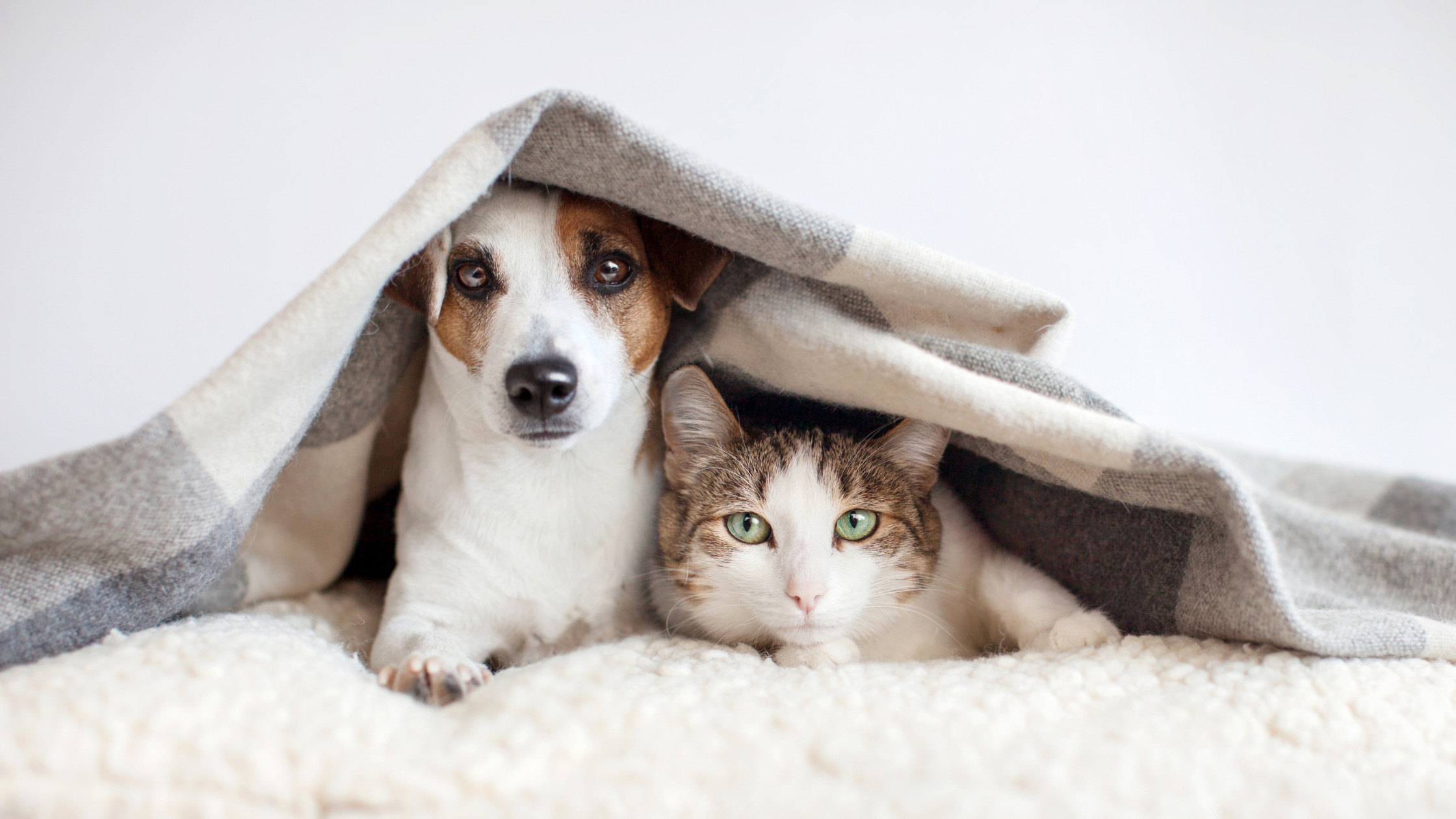 chien et chat cachés sous une couverture