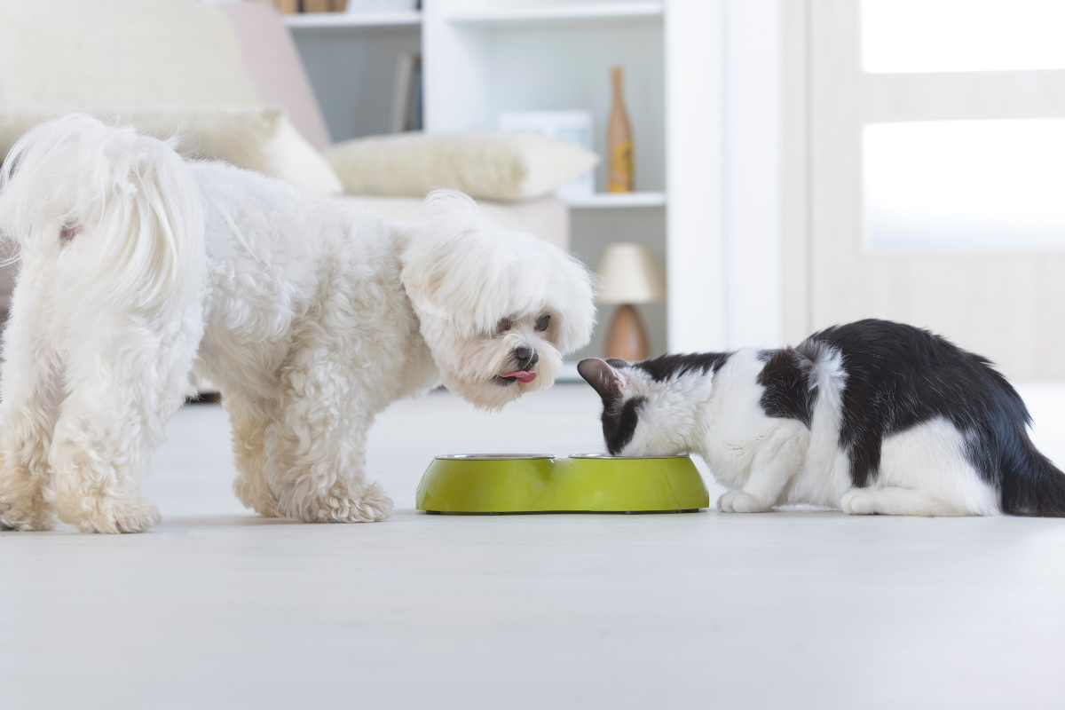 chien et chat mangent dans une gamelle face à face