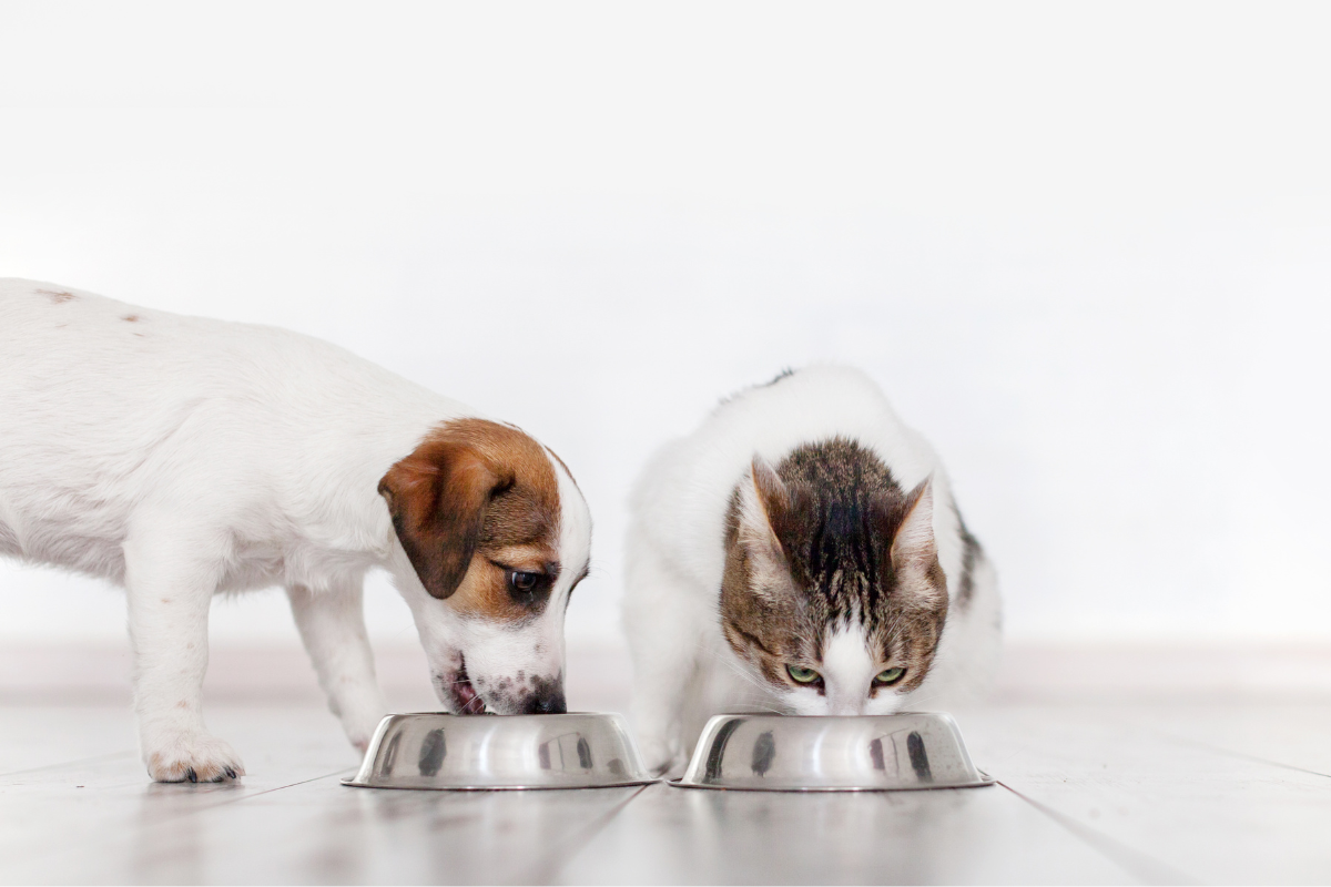 chien et chat mangent ensemble