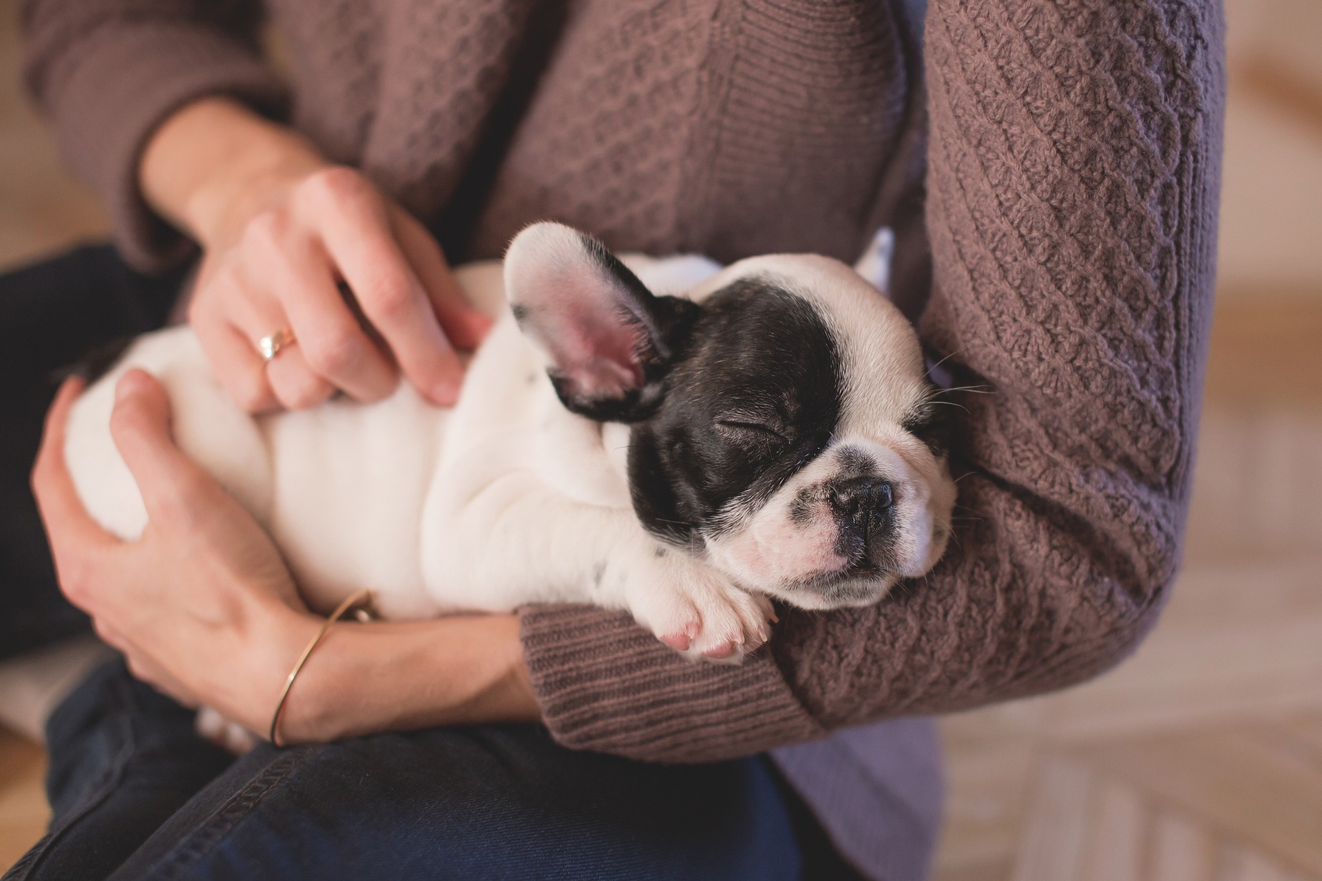chiot bouledogue blanc et brun tenu dans les bras