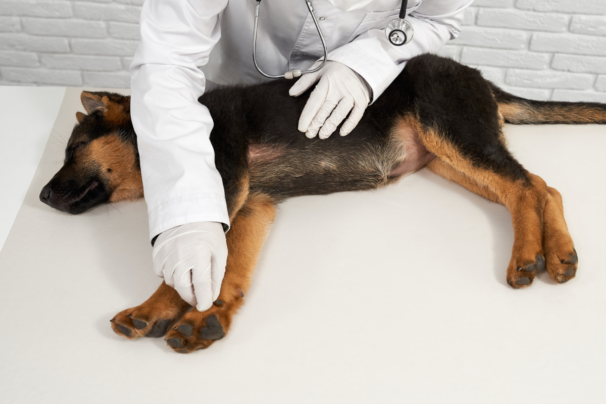 chiot couché sur le côté sur une table d'examen examiné par un vétérinaire