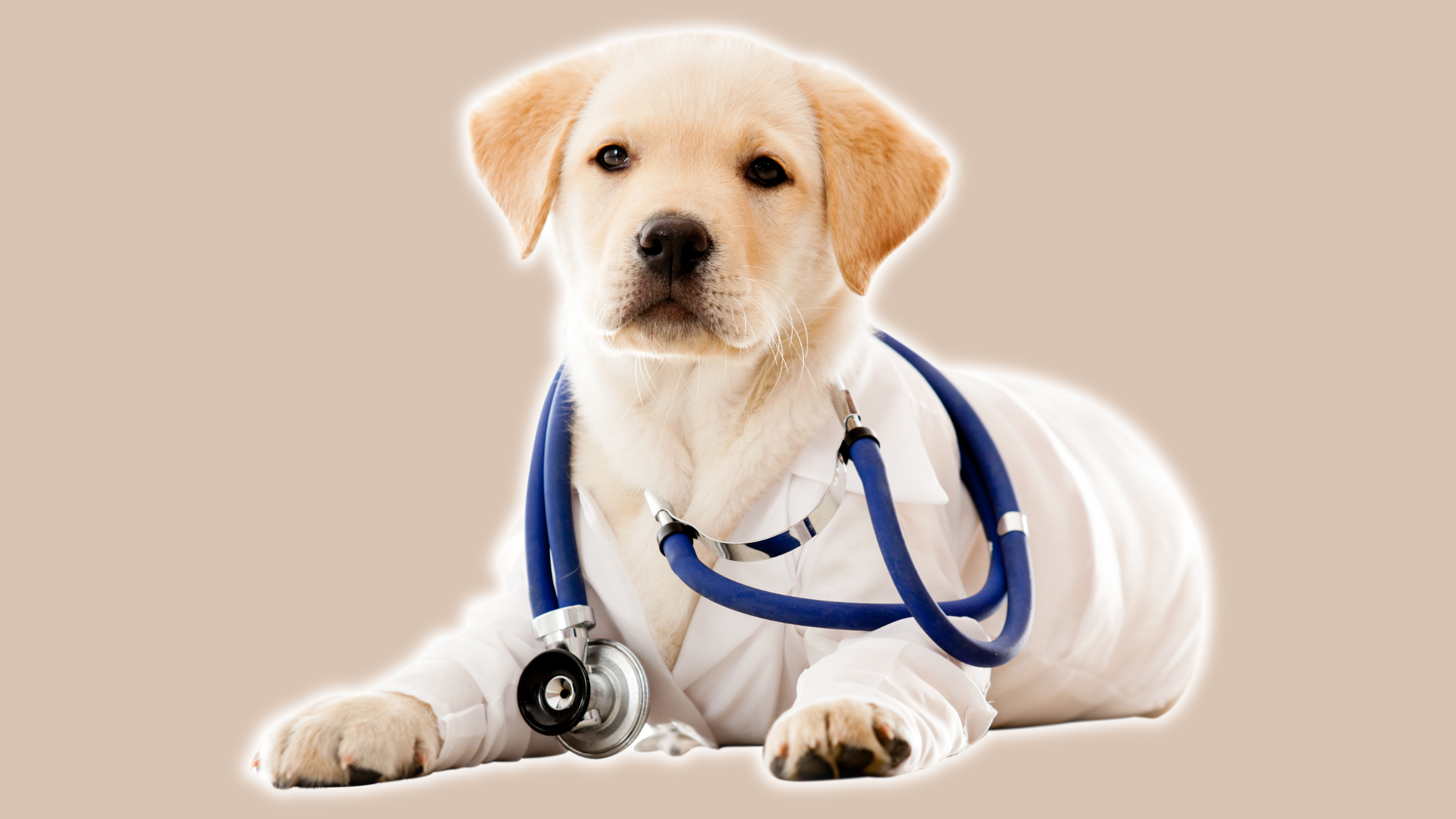 un chiot deguisé en vétérinaire avec une blouse et un stétoscope