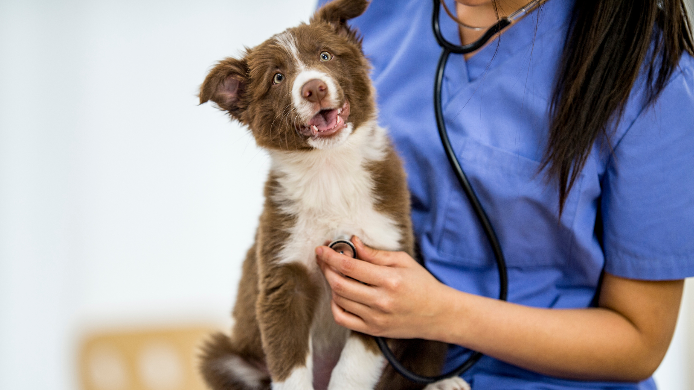 chiot heureux chez la vétérinaire