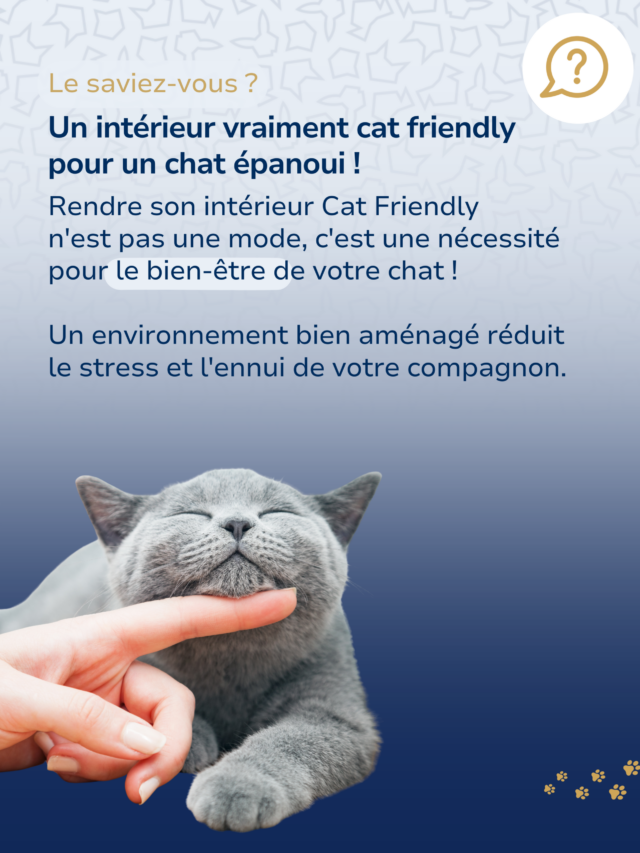 Créer un intérieur cat friendly pour un chat heureux et curieux
