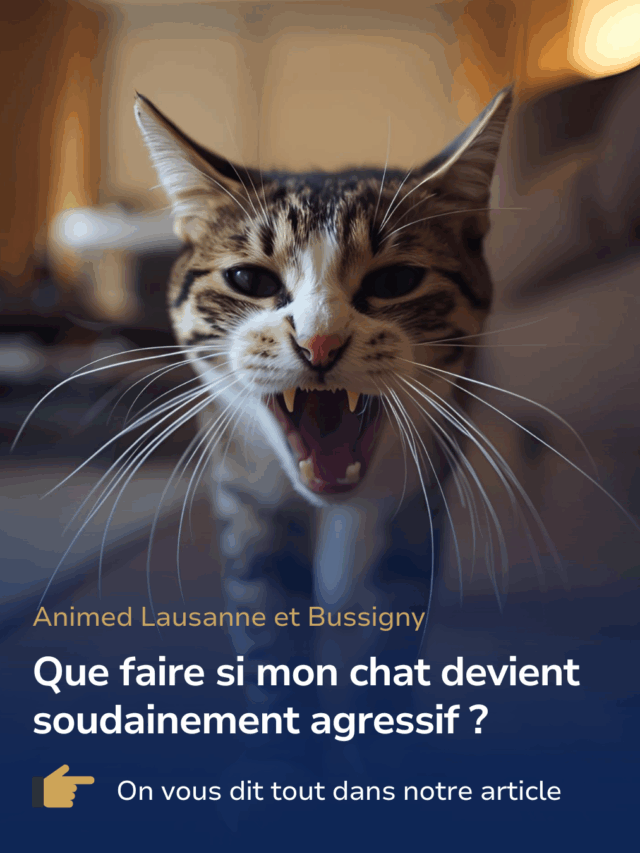Que faire si mon chat devient soudainement agressif ?