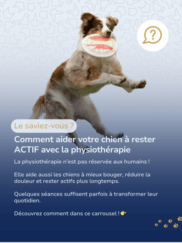 Comment la physiothérapie peut aider un chien à rester actif au quotidien