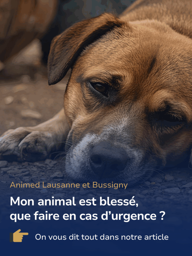 Conseils pour transporter un animal blessé en urgence
