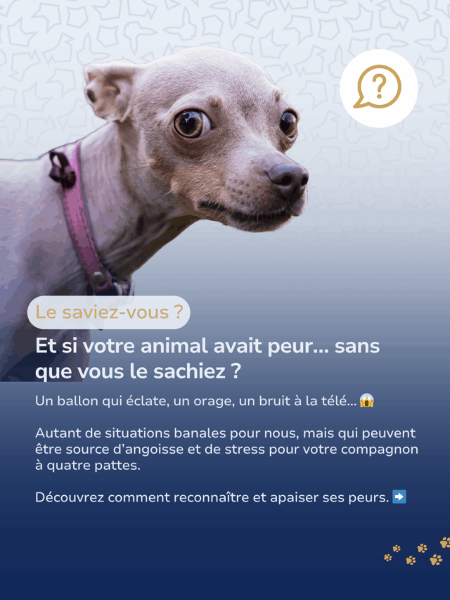 Gérer les peurs et phobies des animaux de compagnie