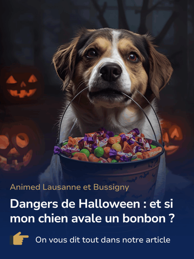 Halloween et animaux : une fête pas toujours sans danger