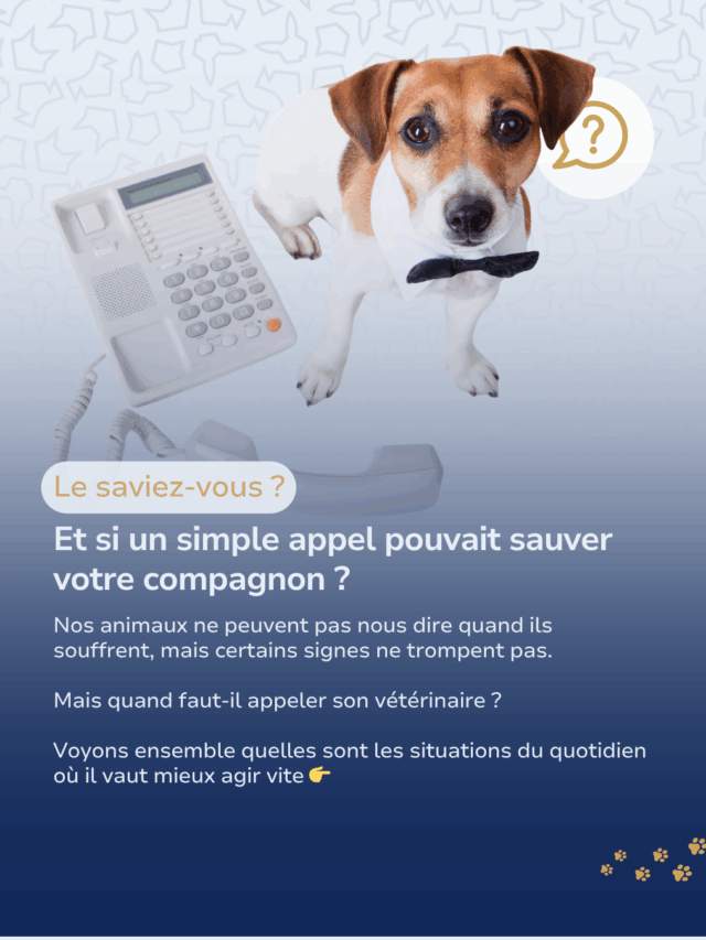 Les situations du quotidien où il vaut mieux appeler rapidement votre vétérinaire