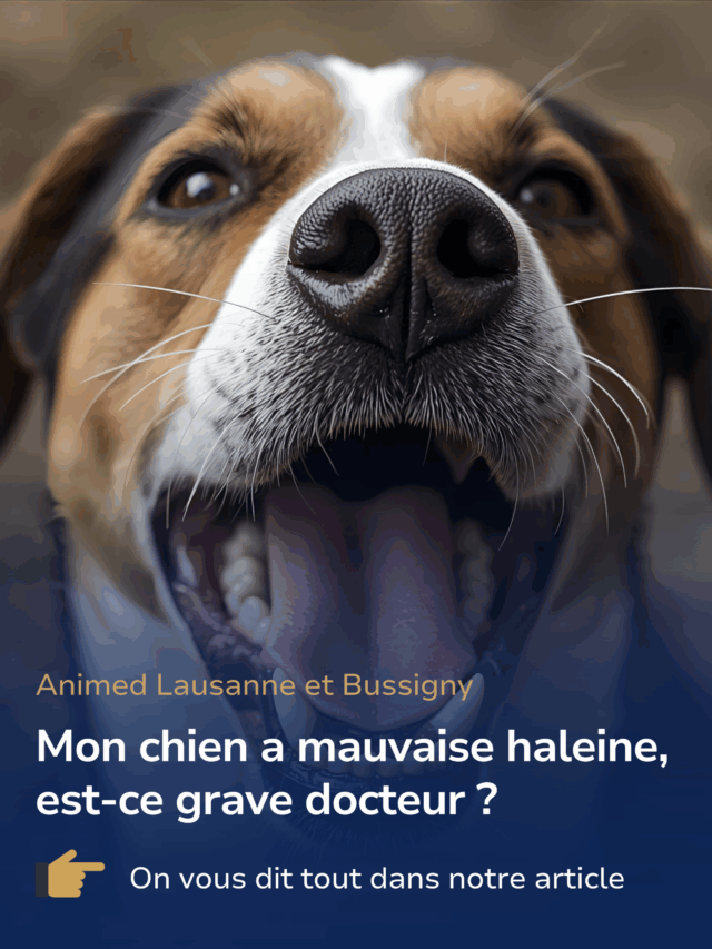 Traitements dentaires pour chiens et chats