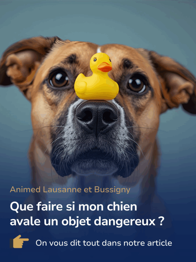 Que faire si votre chien avale un objet dangereux ?