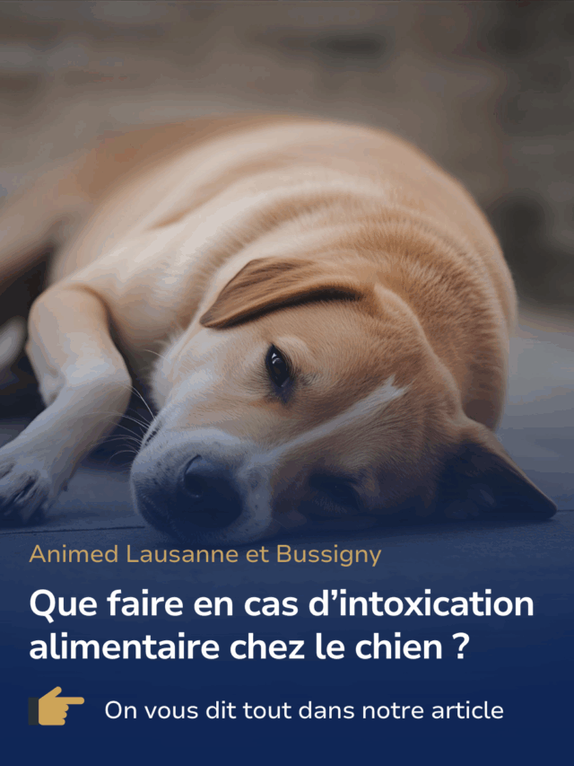 Comment réagir face à une intoxication alimentaire chez un animal