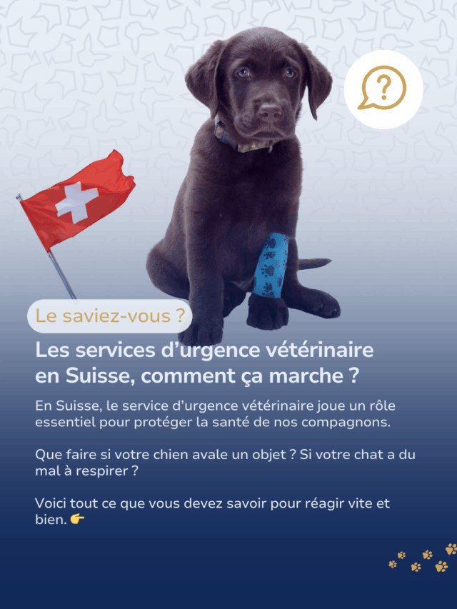 Comprendre comment fonctionne le service d’urgence vétérinaire en Suisse