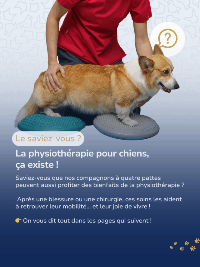 Tout savoir sur la physiothérapie pour chiens blessés