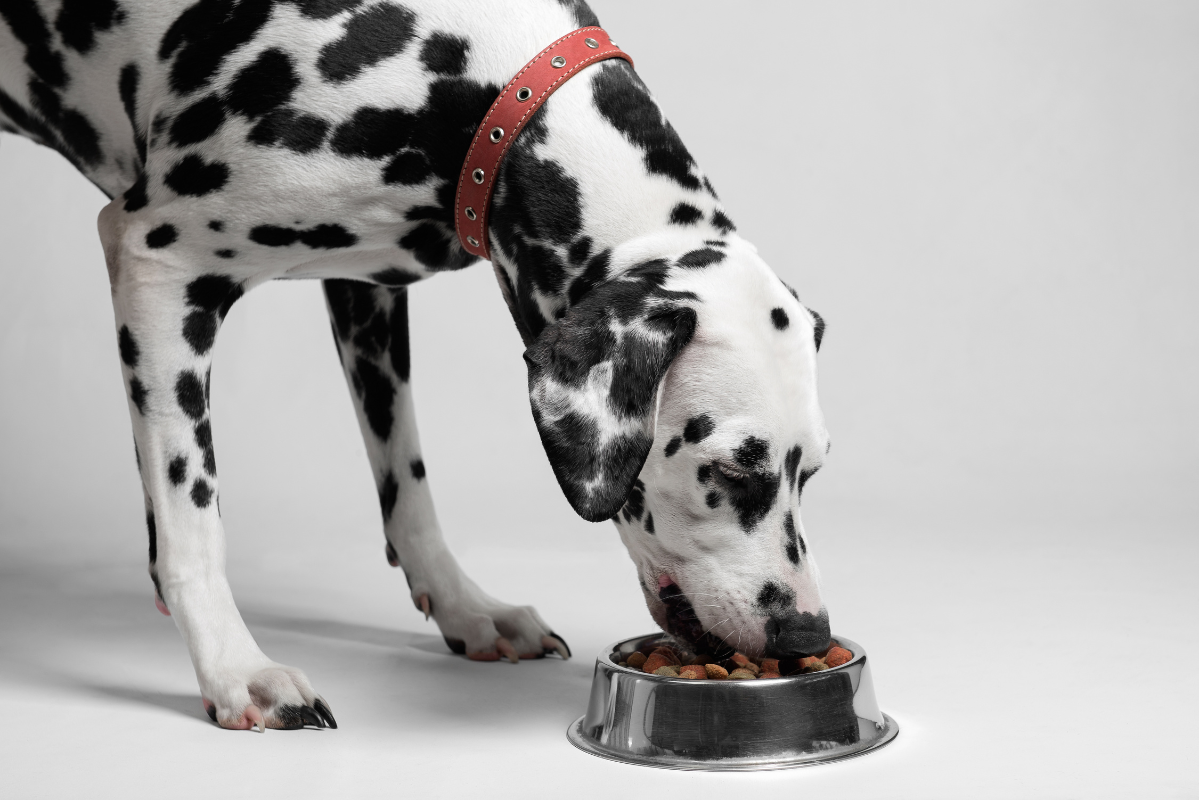 dalmatien mange des croquettes dans une gamelle
