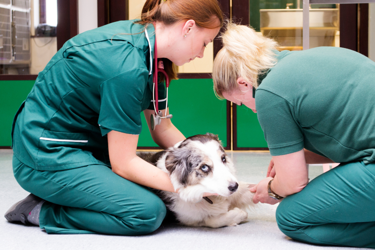 deux aides vétérinaires auscultent un chien couché qui donne la patte