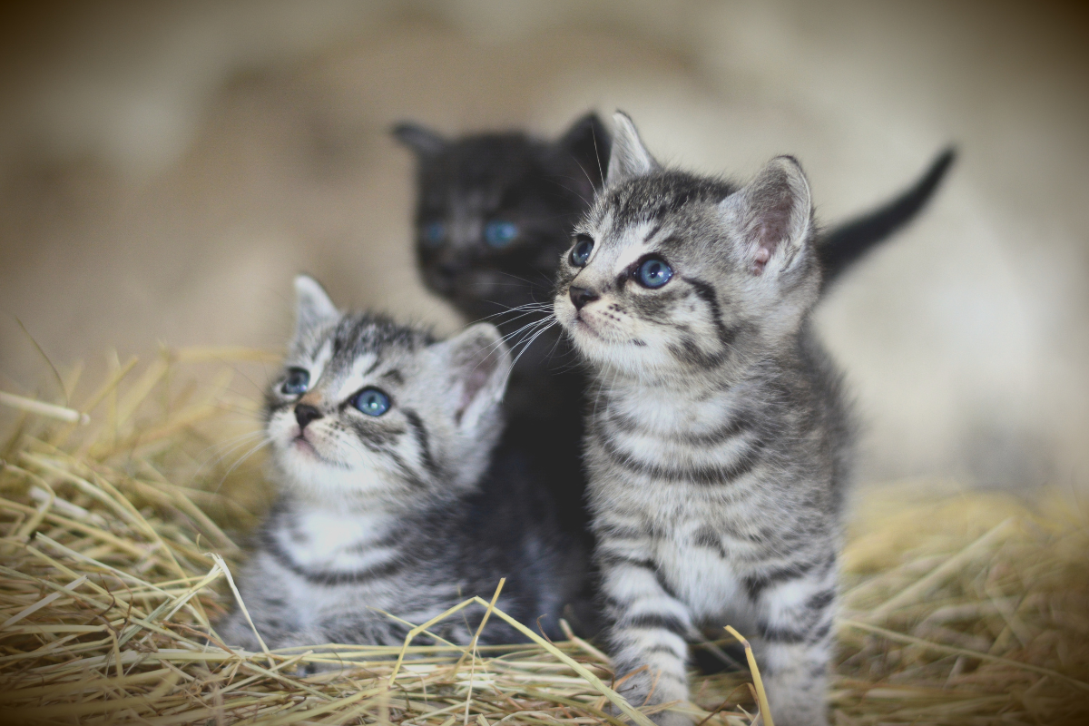 deux chatons gris tigrés et un chaton noir aux yeux bleus sur la paille regardent vers la gauche