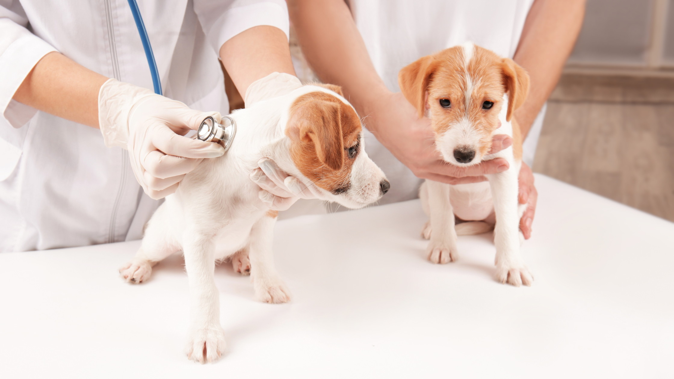 deux chiots se font ausculter par deux vétérinaires