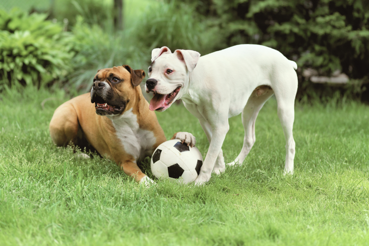 deux grands chiens boxers blanc et marron jouent avec un ballon dans un pré