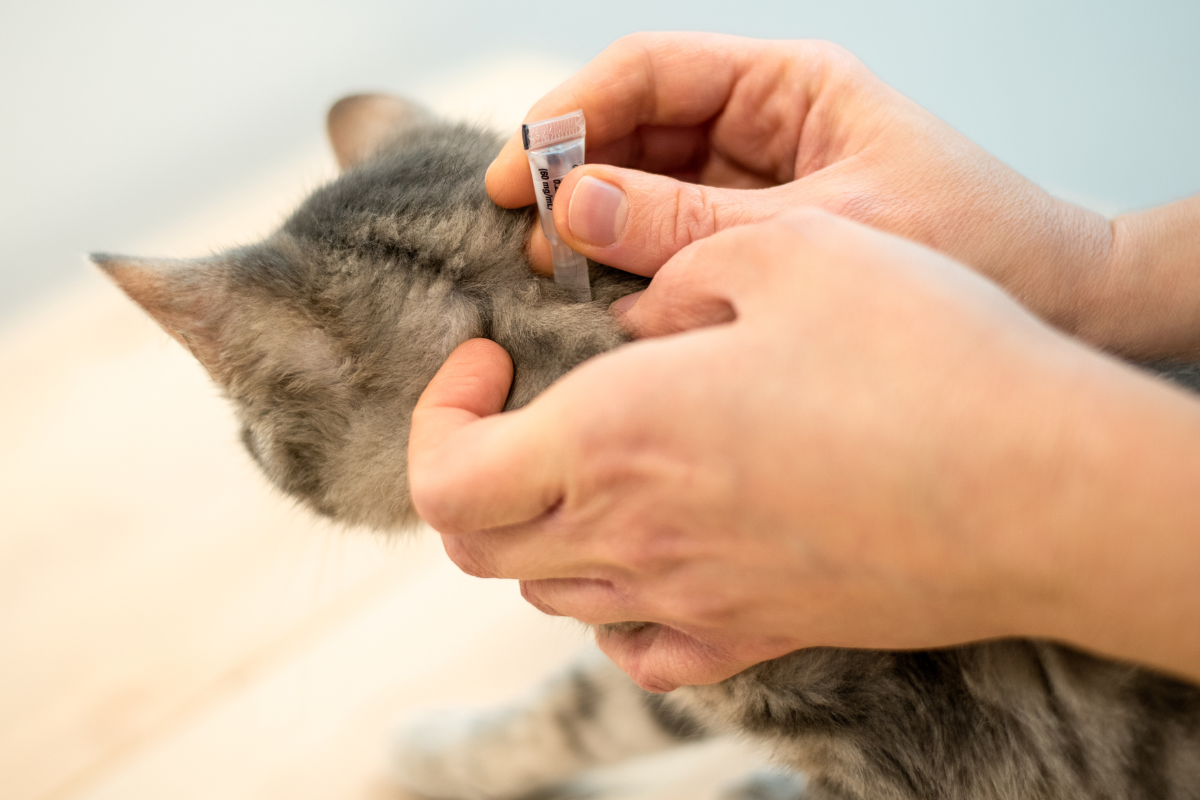 deux mains humaines qui tiennent un chat tigré de dos en tenant une pipette sur le cou du chat