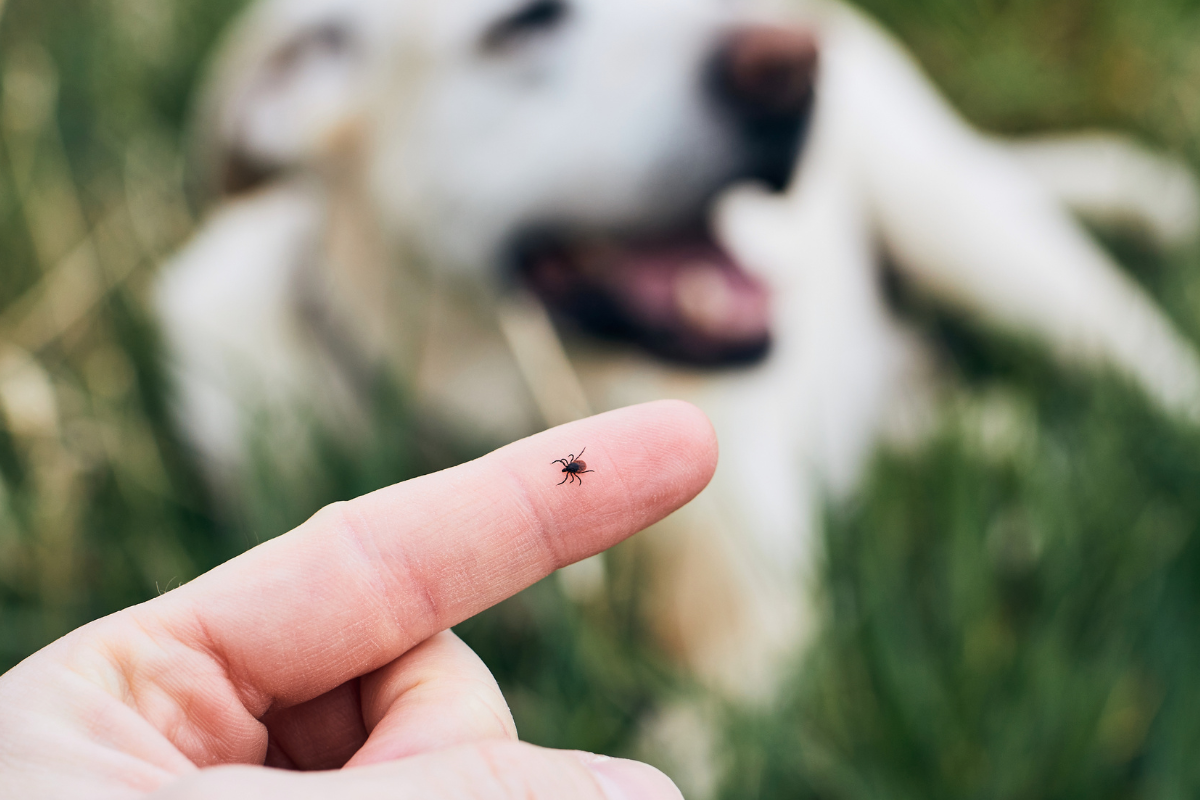 focus sur le doigt d'une personne où se promène uen tique avec un chien blanc en arrière-plan