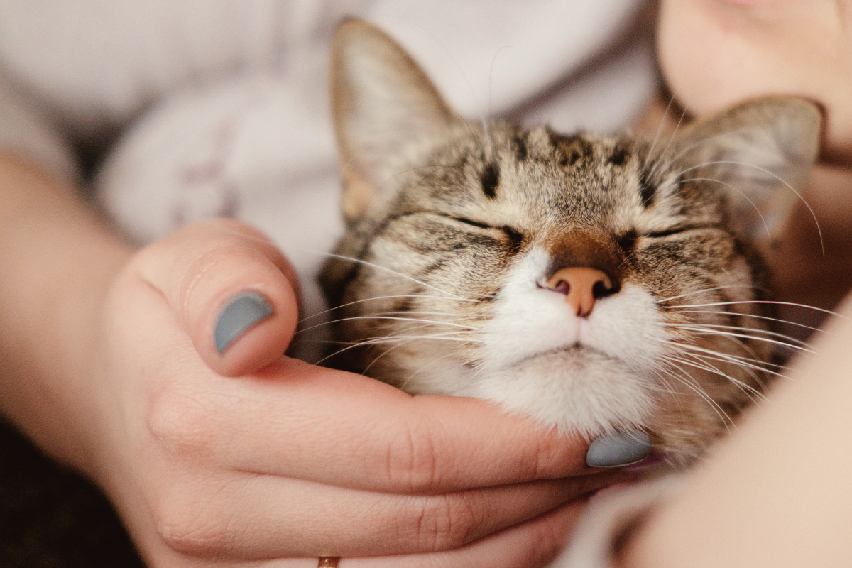 gros plan de chat brun tigré qui dort et se fait carresser le menton