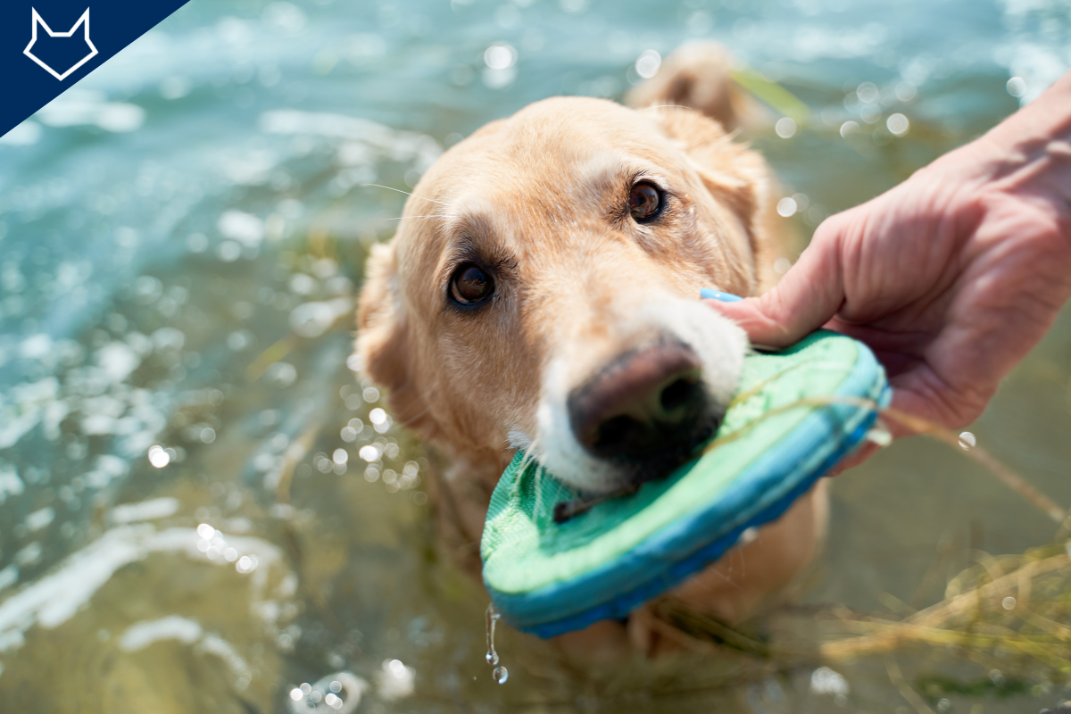 gros plan d'un grand chien beige dans l'eau qui tient un jouet dans sa gueule